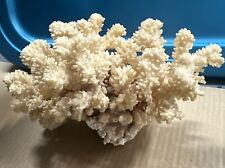 Large Piece Of White Coral Beach House Coastal Nautical Sea Decor Real picture
