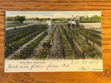 Florida FL, Sanford, Men Working On A Celery Farm, Rotograph, PM 1907 picture
