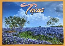 Postcard TX:  The Bluebonnet - State Flower of Texas picture