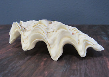 Genuine Ocean Giant Clam Shell Real Natural Tridacna Gigas 7.5