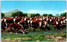 Postcard - Whiteface Cattle picture