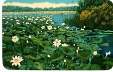 Beautiful Lotus Beds Near Chicago, IL Postcard picture