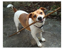 Jack Russell Terrier Dog Playing With Stick 8x10 Photo Print On 8.5
