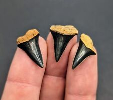 Three Gorgeous Glossy Dark Makos From Rare North Florida Eocene picture
