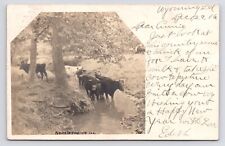 1905~Wyoming Illinois IL~Cows in Creek~Countryside~Antique RPPC Postcard picture