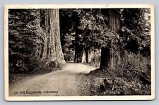 Postcard California On the Redwood Highway 1924  C407 picture