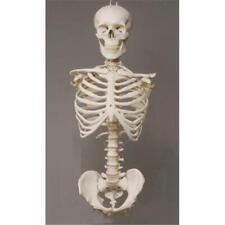 Skeletons and More SM110D Torso with Skull picture
