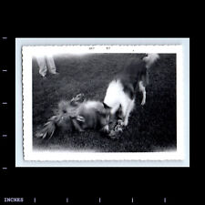 Vintage Photo DOGS FIGHTING FUNNY HUMOROUS 1957 LASSIE COLLIE picture