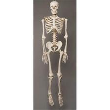 Skeletons and More SM100D 2nd Class Life-Size Harvey in. Skeleton picture