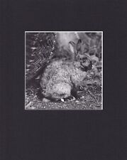 8X10 Matted Print Art Classic Picture: Peter Hujar, Rabbit 1978 picture