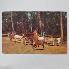 Tommy Bartlett's International Deer Ranch Silver Springs Florida VTG Postcard picture
