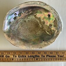 Vintage Abalone Shell Massive 9