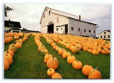Postcard Pumpkin Harvest in the County - New England Scene ME VT NH NES17 K3 picture