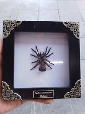  Real Framed Cyclocosmia ricketti From Vietnam picture