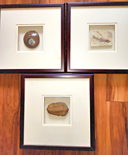Fossils Beautifully Framed Triptych Art picture