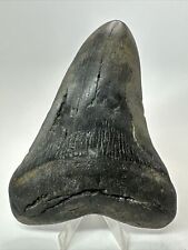 Megalodon Shark Tooth 5.29” Big - Natural Fossil - Authentic 17968 picture