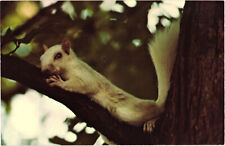 White Squirrel - Olney, Illinois Postcard Unposted picture