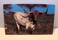 Postcard Longhorn cattle found on Lyndon B. Johnson State Park Stonewall TX. B 8 picture