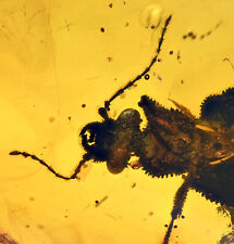 Rare Large Ommadidae beetle, Fossil inclusion in Burmese Amber picture