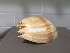 Large Diadem Volute Meloamphora Seashell 8” picture