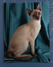 Postcard Tonkinese Lilac Pedigree Cat 5.5