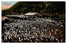 Antique Pigeon Farm, Agriculture, Birds, Los Angeles, CA Postcard picture