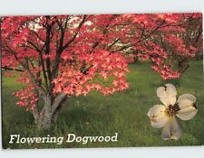 Postcard Flowering Dogwood picture