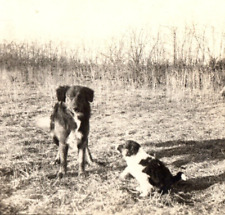 Dogs Vintage Found Photo Antique Original Snapshot In Field picture