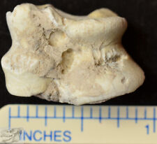 Oreodont Astragalus, Ankle Fossil, Merycoidodon culbertsoni, Badlands, SD, O1256 picture