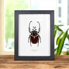 Goliath Taxidermy Beetle Frame (Goliathus goliatus) picture