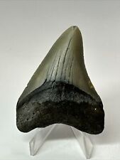 Megalodon Shark Tooth 3.05” Beautiful - Real Fossil - Natural 18138 picture