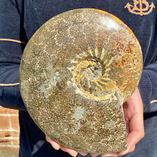 4.8LB Natural Fossil Snail Agate Fancy Cabochon Gemstones picture