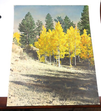 Antique Hand Tinted Painted Photo Yellow Fall Aspens Trees Forest Colorado Large picture