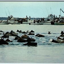 c1960s Chincoteague VA Pony Penning Day Swimming Assateague Island Horse PC A233 picture