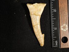 Big 120 Million YEAR Old Dinosaur Era SAWFISH Tooth Fossil Morocco 9.3gr picture