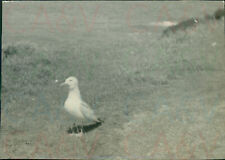 1954 Cornwall Tintagel Seagull Original 3.2x2.2