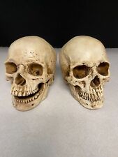 Pair of Human life sized Skull Resin Models picture