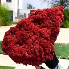 2.34LB Natural Red coral reef Cluster Ocean Mineral Crystal Specimen picture