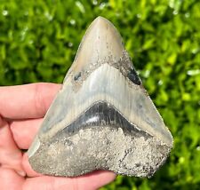 Indonesian Megalodon Sharks Tooth BIG 3.6” Fossil Serrated Megladon Indonesia picture