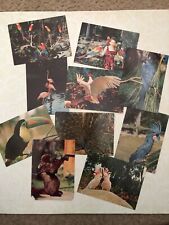 Set Of 10 Antique Cards From Parrots Paradise Daytona Beach Fl picture