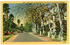 Postcard A beautiful Drive Bordered With Native California Sycamores picture