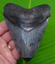 MEGALODON SHARK TOOTH - 4.75 in.  SC RIVER FIND - NOT OCEAN - MEGLADONE FOSSIL picture