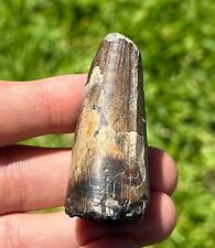 HUGE Sarcosuchus Tooth 2” Niger SUPER CROC Crocodile Dinosaur Tooth picture