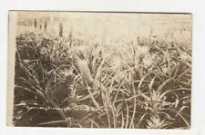 1926 Florida FL Growing Pineapples Postcard Vintage Card RPPC  Federal Photo Co. picture