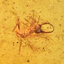 Rare Ant Lion larva with Beetle, Fossil inclusion in Burmese Amber picture