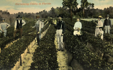 Workers Harvesting Celery in Florida FL - c1910s - Child Labor picture