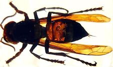 44mm Real Asian Giant Hornet in Crystal Clear Lucite Resin Crafts Specimen Pr... picture