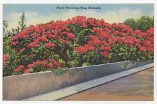 Royal Poinciana Tree Bermuda Linen Unposted Postcard picture