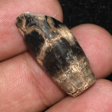 Authentic Large Ancient Etched Agate Longevity Dzi Bead Fragment from Tibet picture