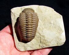 EXTINCTIONS- RARE COMPLETE INFLATED VIAPHACOPS TRILOBITE FOSSIL OKLAHOMA - HUGE picture
